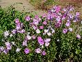 Self-Seeding Petunias / Petunia species 